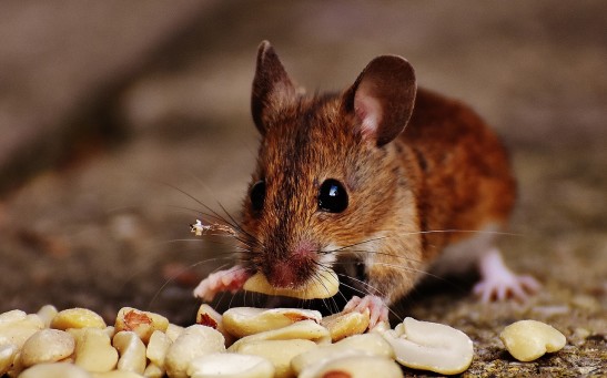 Dopamine Impulses Can Be Controlled in the Brain of Mice in Anticipation of Rewards