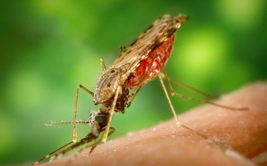  Highly Effective mRNA-Based Malaria Vaccine to Undergo Clinical Trial by End of 2022, BioNTech Announces