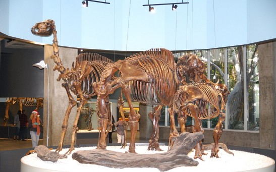 Megafauna skeletons in the Museum at La Brea Tar Pits, LA. DSC 0991 (23882438855).jpg