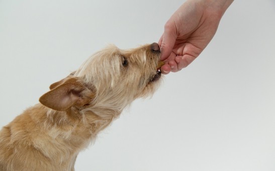  Should You Feed Your Dogs the Remains of Your Dinner? Scientists Warn Peas Could Increase Deadly Canine Heart Disease