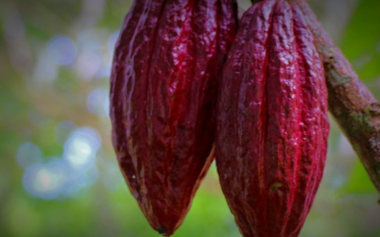  Comparisons of Multiple Strains of Cacao Trees Provide Insights on Genomic Structural Variants Responsible for Plant Diversity