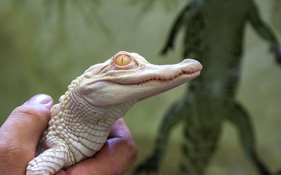 Science Times - Albino Baby Alligator Eggs Hatch in Florida Zoo; Park to Put the Newborns on Display for Guests