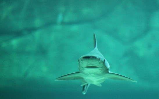  First Case of Asexual Reproduction in Sharks Born in a Tank Full of Females in Italy