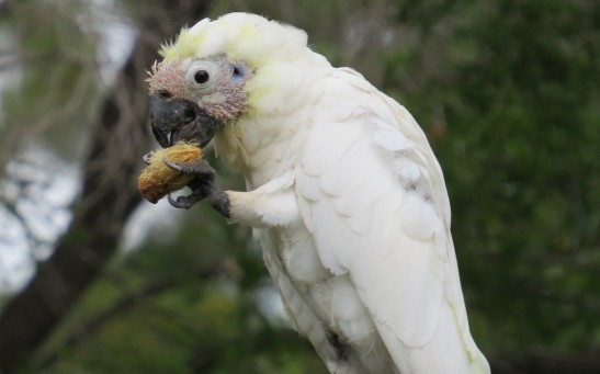  Wild Cockatoos Seen Using Utensils Made From Tree Branches in Opening Fruits