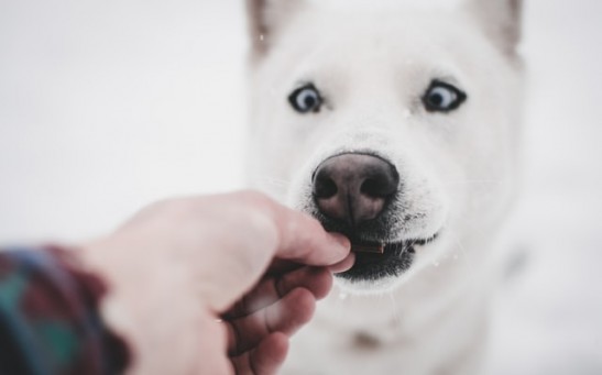 Science Times - Dog Behavior: Study Reveals How Man's Best Friend Can Distinguish Humans' Intentional Acts from Unintentional Ones