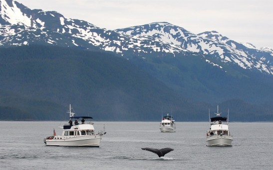  Whales Get Stressed From Ship Noise During Whale Watching, Study Finds