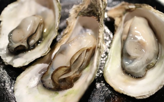  Oysters Within the Deepwater Horizon Oil Spill Region Developed Debilitating Tissue Abnormalities