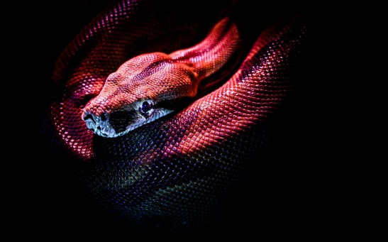 photo-of-a-red-snake-3280908/