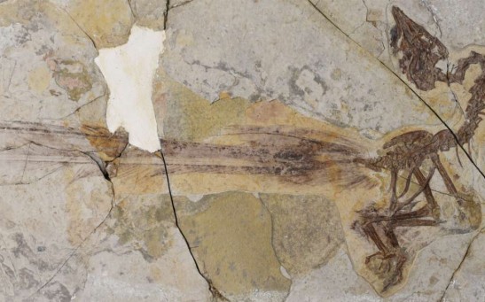 Yuanchuavis kompsosoura holotype