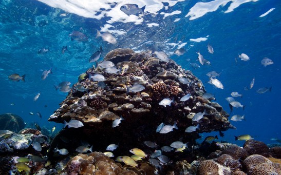 A corral reef in the Solomon Islands