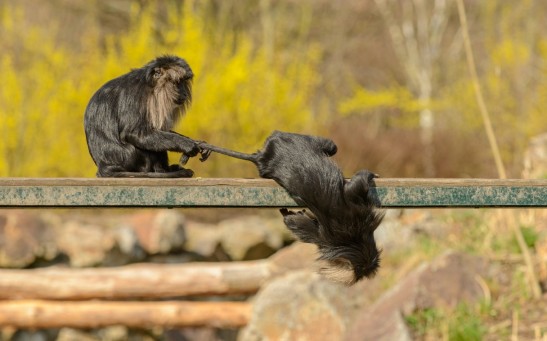 monkeys-playing-on-metal-beam-in-zoological-garden-4168330/