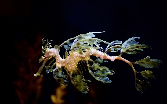 Leafy_Sea_Dragon_-_Birch_Aquarium,_La_Jolla_CA.jpg