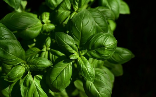  Preclinical Study Claims Alzheimer's Disease Can Be Prevented By a Natural Compound Found in Basil