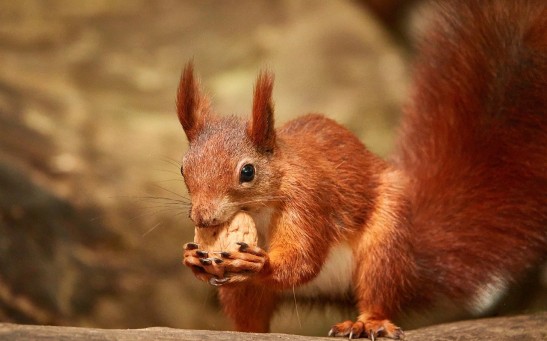  Why Do Squirrels Collect Nuts? Man Discovered His Pickup Truck Became a Storehouse After Finding 150Kg Walnuts