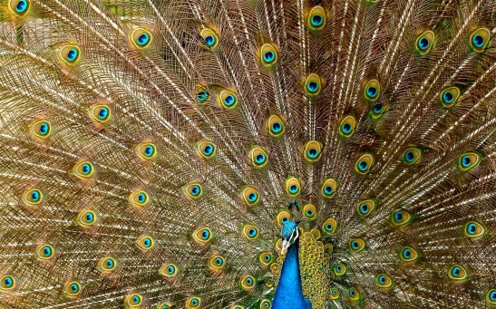 blue-peacock-45911/