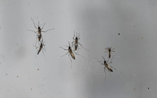 Science Times - Dengue Fever: New Study Reveals Discovery of the First-Ever Treatment for the Virus