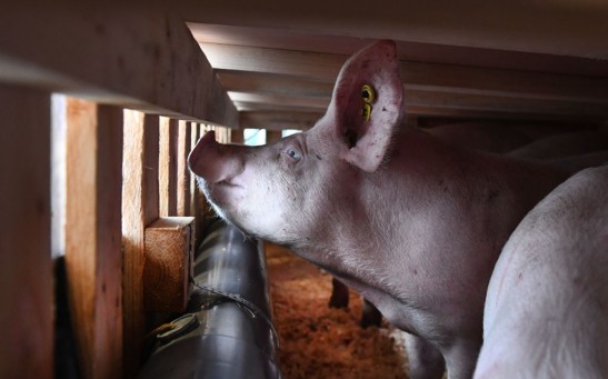 Science Times - African Swine Fever Spreads Anew; Reports Describe It as Another Global Pandemic, This Time Among Pigs