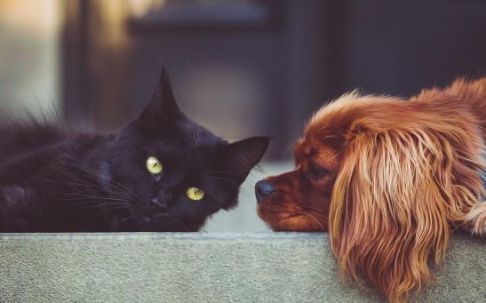 Science Times - COVID-19-Infected Man from Arizona Transmits the Virus to His Pets; First Ever Report of Human-to-Animal Coronavirus Transmission in the US