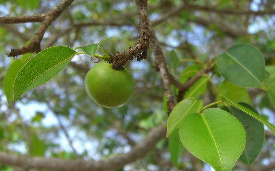 Manchineel pellaea