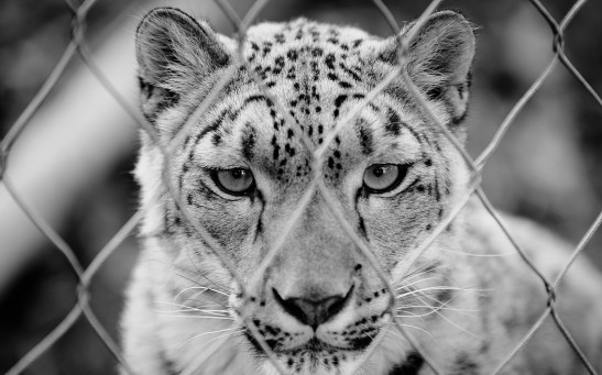 Snow Leopard Fence (edit)