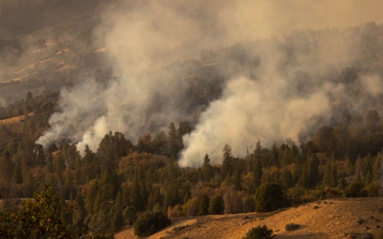 Science Times - Wildfires and Climate Shifts: Are They Causing Plant and Tree Species to Move, Wander to Cooler, Wetter Places?
