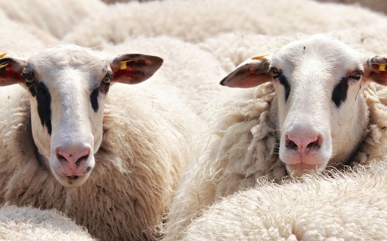 Science Times - COVID-19 in Sheep: New Study Revels Low Infection Risk for This Animal Type