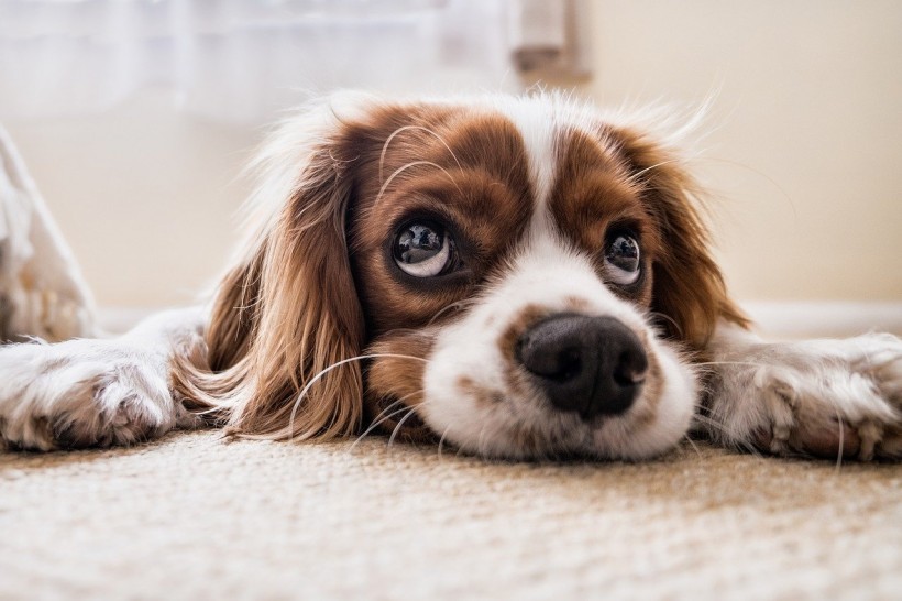 5 Ways Pet Insurance Will Benefit Your Furry Friends