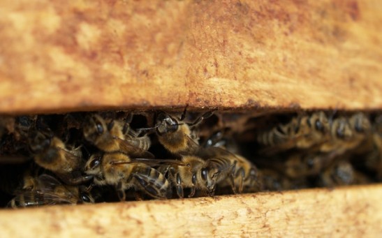 Science Times -  Beehives with Buzzing Residents Recovered; Bees Discovered Still Alive 50 Days After Being Buried