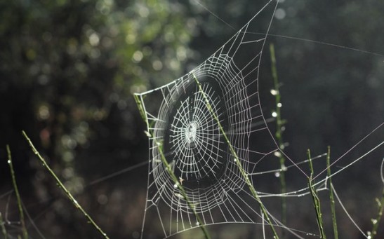 Science Times - Surface Properties of Spider Silk Examined; Research Reveals Web as Potential Material for Surgery and Food Packaging
