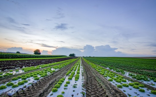 Plastics in Agriculture