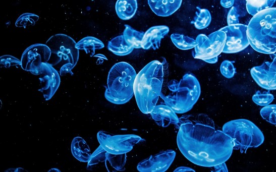 Glowing Neurons: Genetically Modified Jellyfish Gives Light on How Human Minds Work