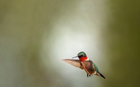A Hummingbird Flying