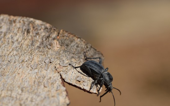  Population of Tiny Bark Beetles are Booming: A Bad News for the Pine Trees in the Sierra Nevada