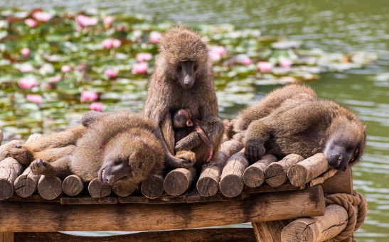  Social Conventions in Baboons Naturally Emerge Like in Humans, Study Shows