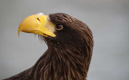 Science Times - Heaviest Eagle on Earth Spotted in North America, 5,000 Miles Away from Asian Homeland