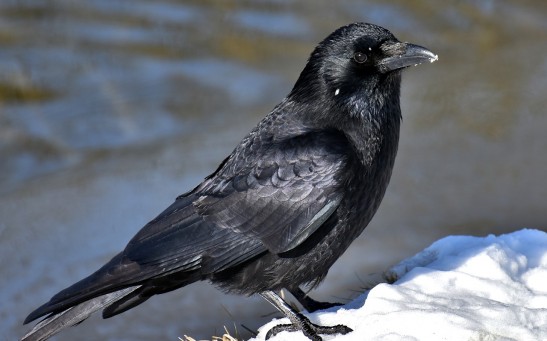Smartest Animal in the Planet? Clever Crows Can Assign Value to Tools They Use Just Like Humans