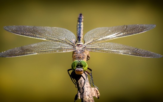 Dragonflies Could Potentially Replace Pesticides, Algerian Biologist Suggests