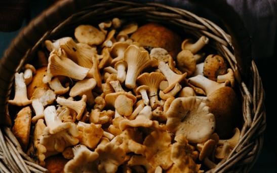 Science Times - Mushroom Consumption Alleviates Depression, Anxiety Symptoms; Here's What All-Encompassing Research Suggests