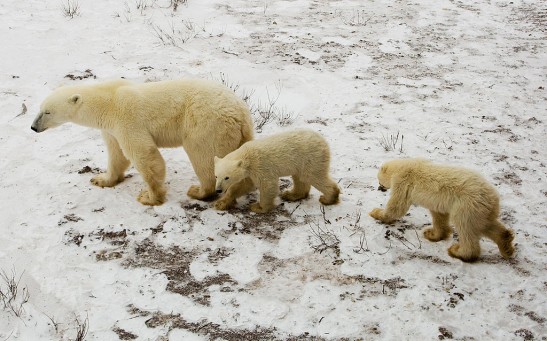 Science Times - Polar Bears: New Study Reveals How They Chase Reindeer for Food, Their Diet Changes Due to Climate Change