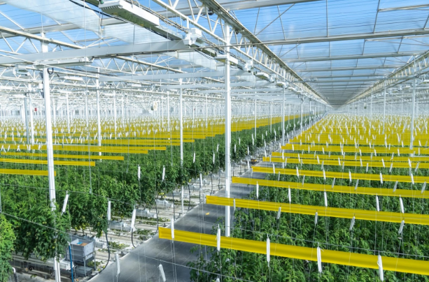 How AppHarvest, America’s Biggest Indoor Farm, Uses 90% Less Water