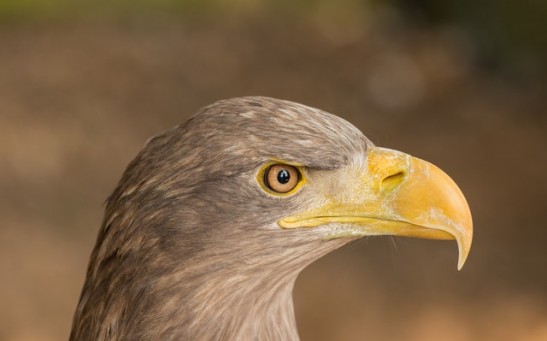 Science Times - Steller’s Sea Eagle Spotted in Maine; Reports Say This Was the Same 20-Pound Bird Species Found in Massachusetts in December