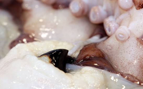 Giant Squid Defrosts At The Te Papa Museum