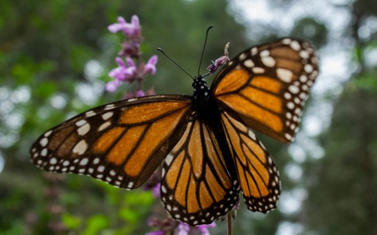 Science Times - Butterfly Wings: Why Do They Shimmer, Where Do Their Attractive Colors Come From?