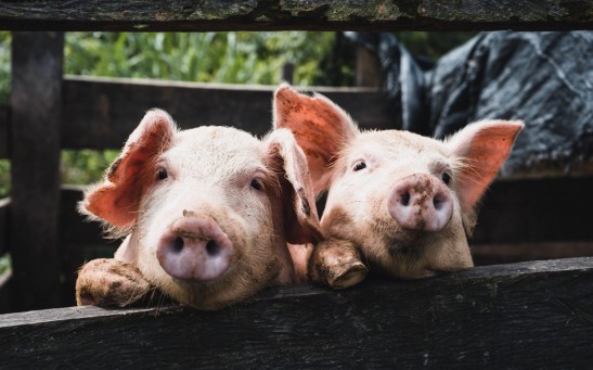  Salmonella and Pneumonia Caused Pig Die-Off in Mexico, Not African Swine Fever Says Authorities