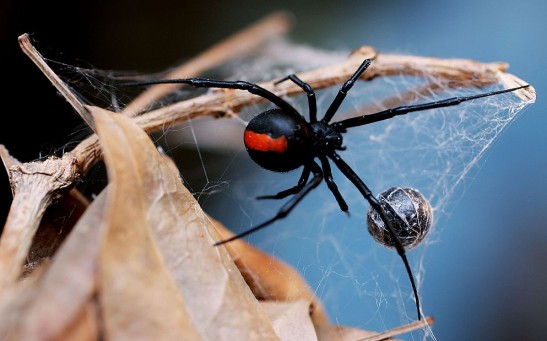 Science Times - The World’s Most Poisonous Spider: Expert Debunks Myth About Daddy Longlegs as Being Dangerous