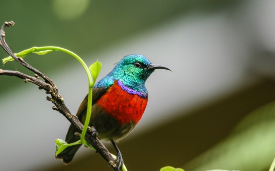  Sky Island Sunbirds Have Been Singing the Same Song For Up to A Million Years Despite Ecological Changes