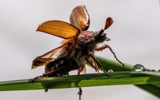Science Times - Flight Speed Linked to Body Size in Animals: New Study Reveals How Tiny Feather Wing Beetle Flies at Accelerations