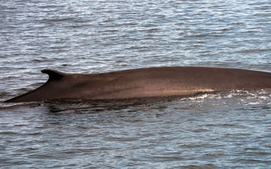 Science Times - How Does a ‘Trapdoor’ Help Fin Whales Lunge Through the Water with Mouth Wide Open, Without Choking, Drowning?