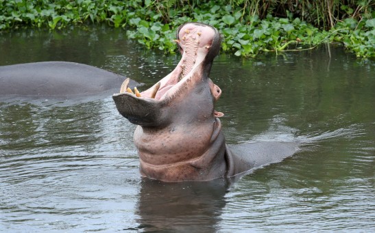 Science Times - Animal Behavior: New Study Reveals How Hippopotamuses Recognize Sounds, Both of Friends and Rivals