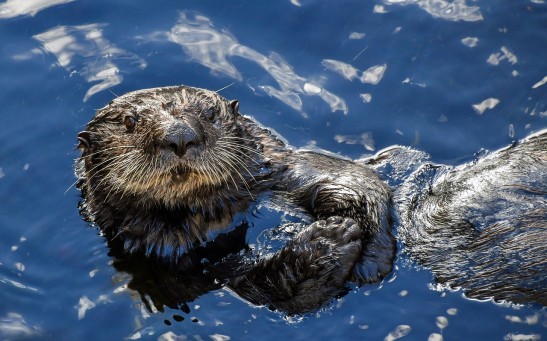  Otters in England Contaminated With Toxic 'Forever Chemicals' Which Implies A Chemical Cocktail of Pollutants in the River